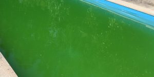 limpeza de piscina com algas